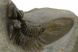 Pair Of Beautiful Scabriscutellum Trilobite - Multi-Toned Shell #310135-6